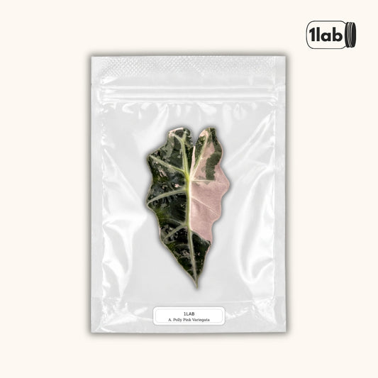 Grow your Alocasia Polly Pink Variegata from Tissue Culture - by 1lab