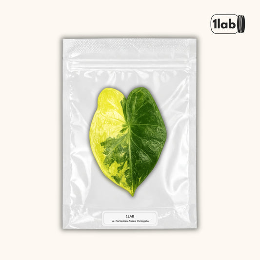Grow your Alocasia Portadora Aurea Variegata from Tissue Culture - by 1LAB