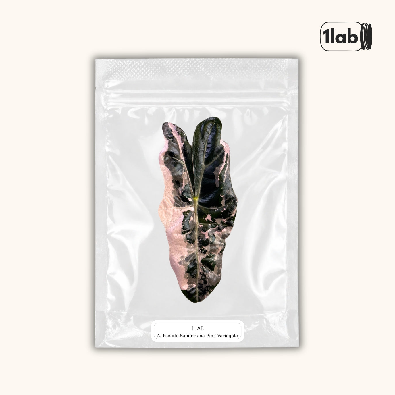 Grow your Alocasia Pseudo Sanderiana Pink Variegata from TC - by 1lab