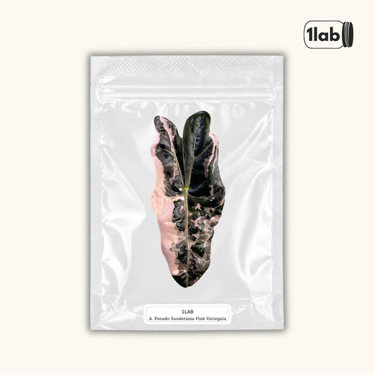 Grow your Alocasia Pseudo Sanderiana Pink Variegata from TC - by 1lab