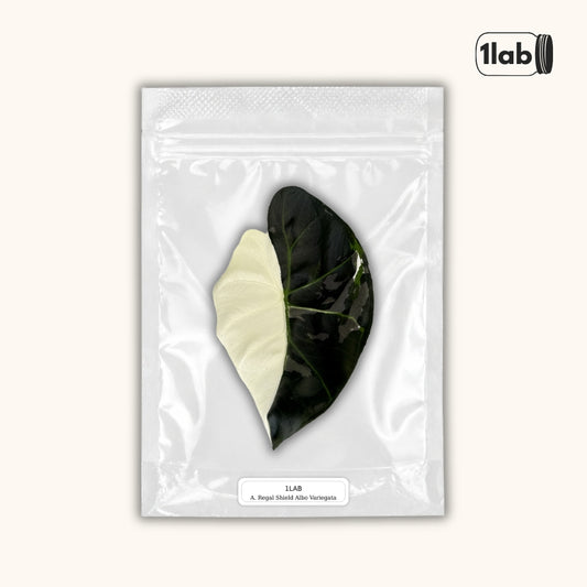 Grow your Alocasia Regal Shield Albo Variegata from Tissue Culture - by 1lab