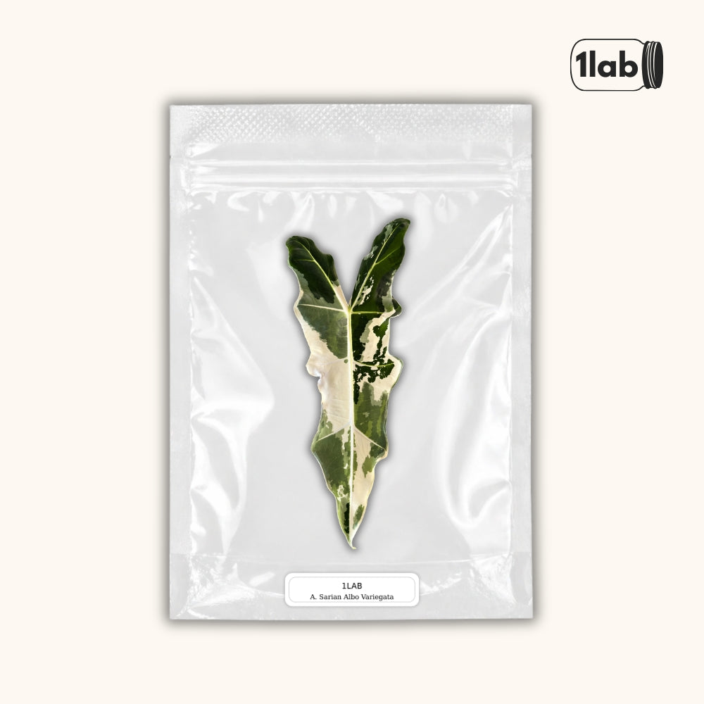 Grow your Alocasia Sarian Albo Variegata from Tissue Culture - by 1lab