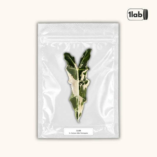Grow your Alocasia Sarian Albo Variegata from Tissue Culture - by 1lab