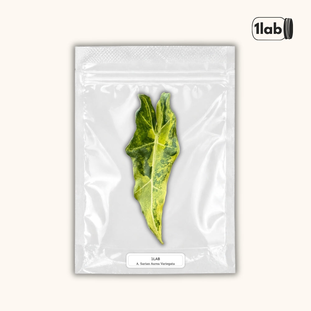 Grow your Alocasia Sarian Aurea Variegata from Tissue Culture - by 1lab