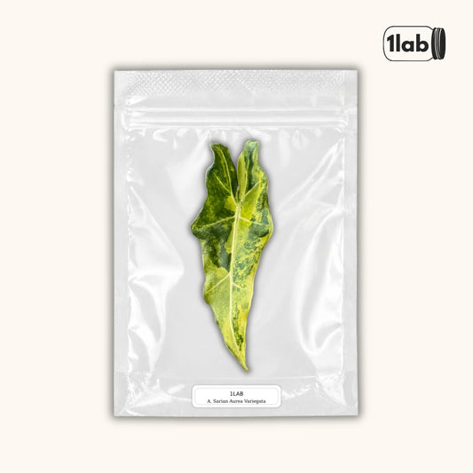Grow your Alocasia Sarian Aurea Variegata from Tissue Culture - by 1lab
