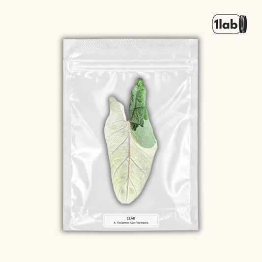 Grow your Alocasia Scalprum Albo Variegata from Tissue Culture - by 1Lab