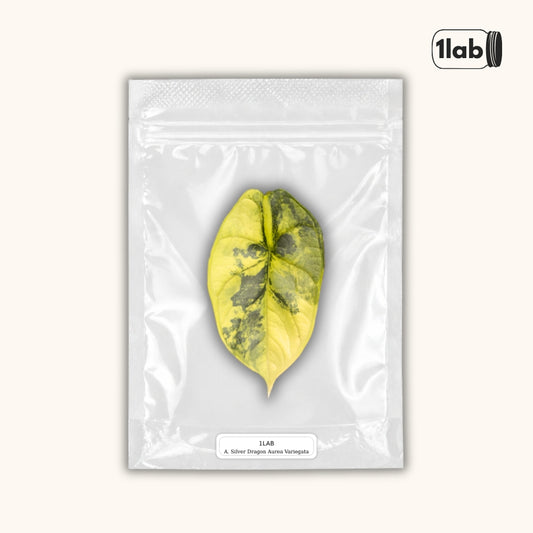 Grow your Alocasia Silver Dragon Aurea Variegata from Tissue Culture - by 1lab