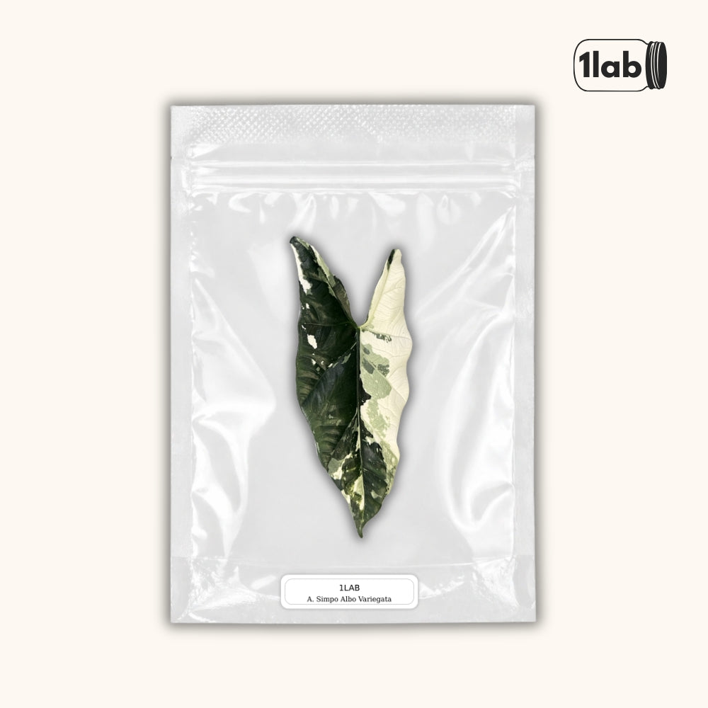 Grow your Alocasia Simpo Albo Variegata from Tissue Culture - by 1lab