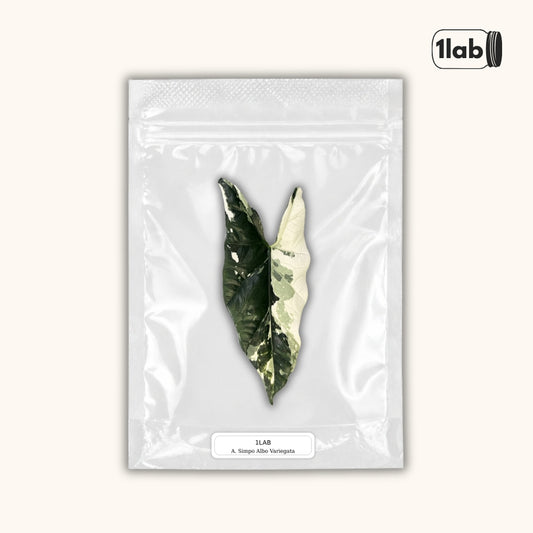 Grow your Alocasia Simpo Albo Variegata from Tissue Culture - by 1lab