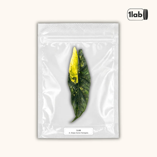 Grow your Alocasia Simpo Aurea Variegata from Tissue Culture - by 1lab