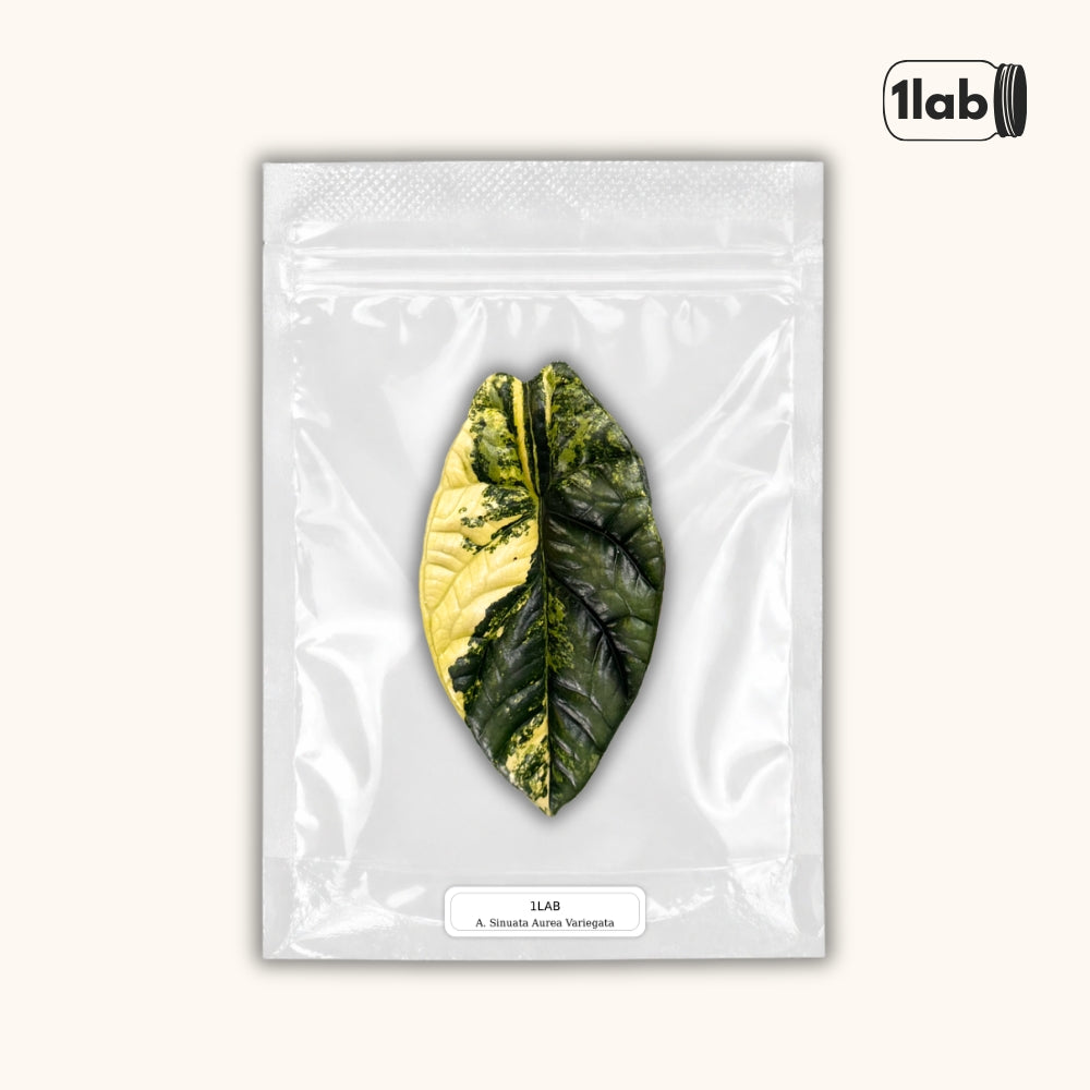 Grow your Alocasia Sinuata Aurea Variegata from Tissue Culture - by 1lab