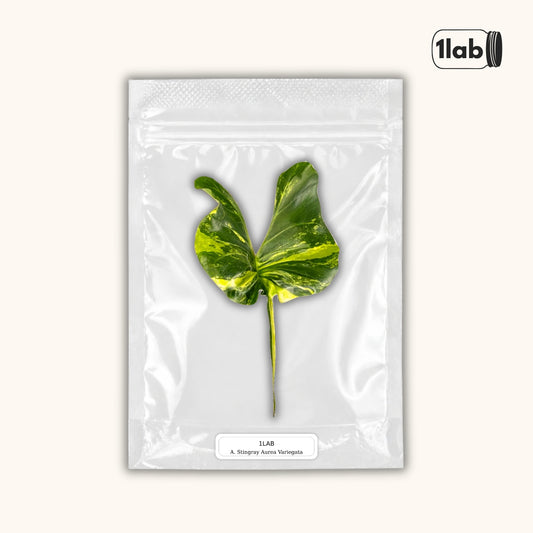 Grow your Alocasia Stingray Aurea Variegata from Tissue Culture - by 1lab