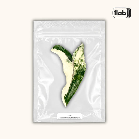 Grow your Alocasia Tigrina Superba Albo Variegata from Tissue Culture - by 1lab