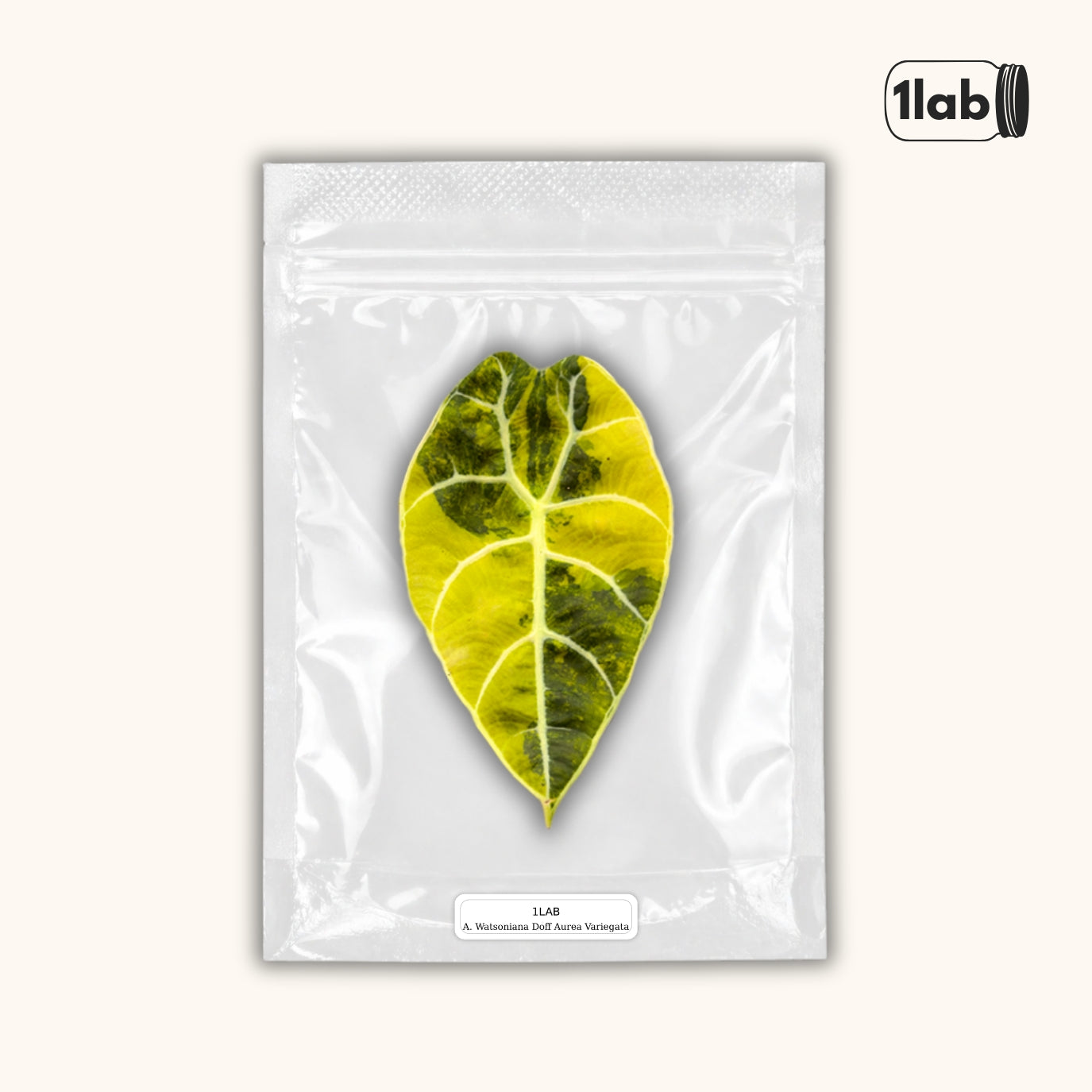Grow your Alocasia Watsoniana Doff Aurea Variegata from Tissue Culture - by 1lab