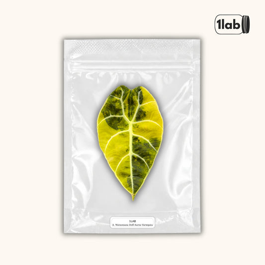 Grow your Alocasia Watsoniana Doff Aurea Variegata from Tissue Culture - by 1lab
