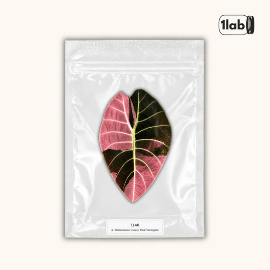 Grow your Alocasia Watsoniana Glossy Pink Variegata from Tissue Culture - by 1lab