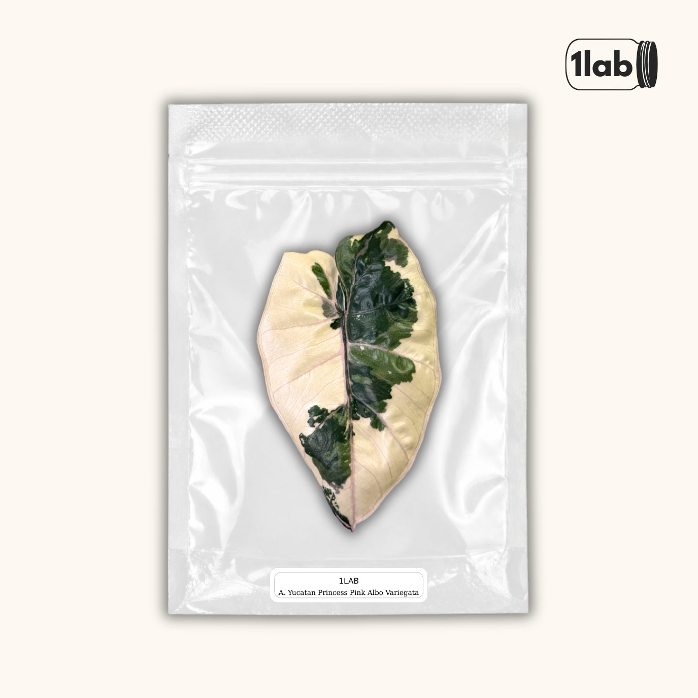 Grow your Alocasia Yucatan Princess Pink Albo Variegata from Tissue Culture - by 1lab