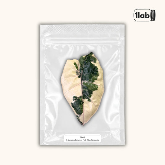 Grow your Alocasia Yucatan Princess Pink Albo Variegata from Tissue Culture - by 1lab