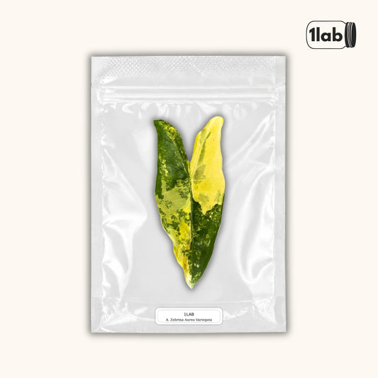Grow your Alocasia Zebrina Aurea Variegata from Tissue Culture - by 1lab