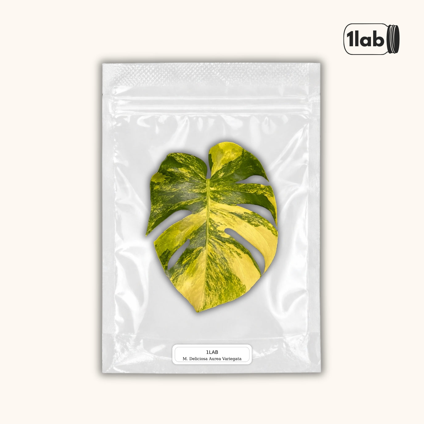 Grow your Monstera Deliciosa Aurea Variegata from Tissue Culture - by 1lab