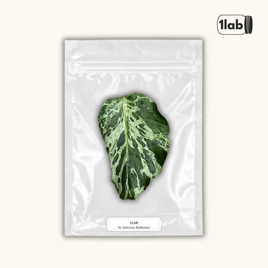 Grow your Monstera Deliciosa Bulbasaur Variegata from Tissue Culture - by 1lab