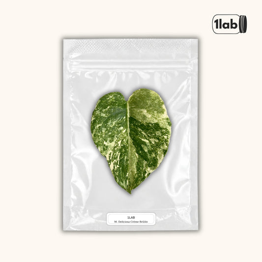 Grow your Monstera Deliciosa Crème Brûlée from Tissue Culture - by 1lab