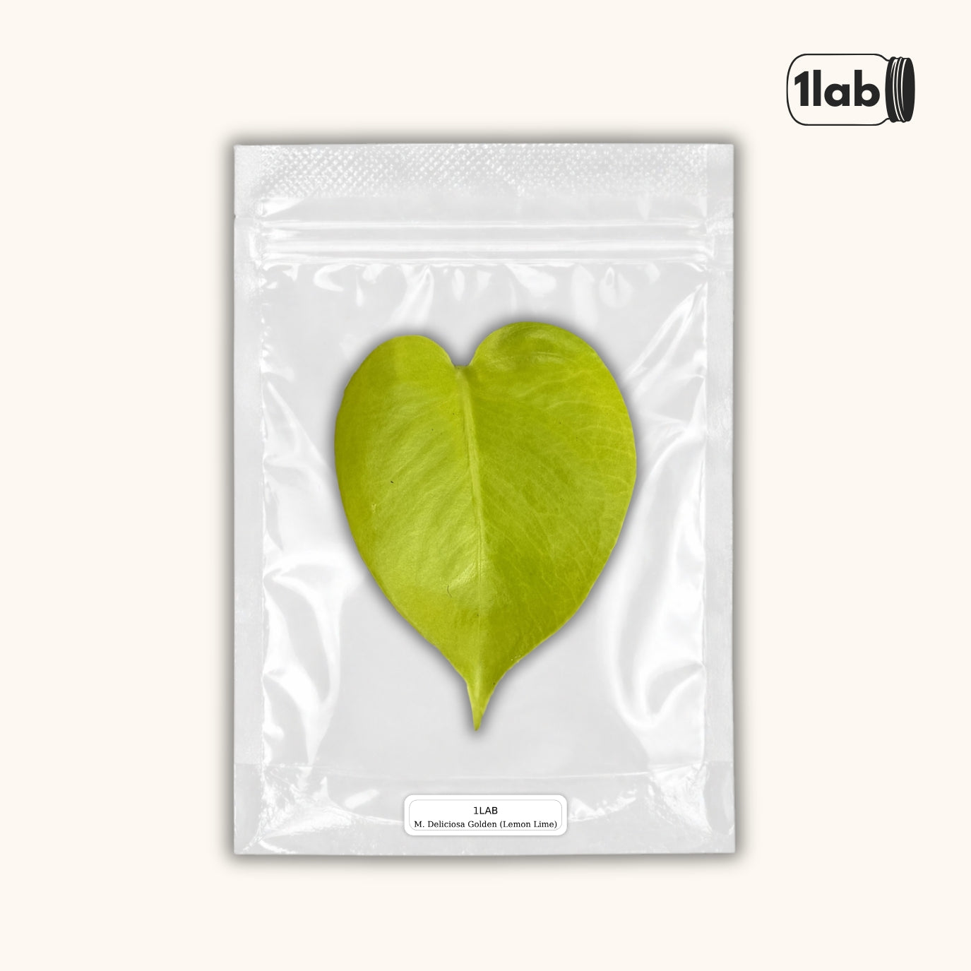 Grow your Monstera Deliciosa Golden (Lemon Lime) from Tissue Culture - by 1lab
