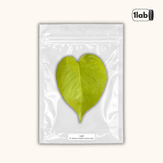 Grow your Monstera Deliciosa Golden (Lemon Lime) from Tissue Culture - by 1lab
