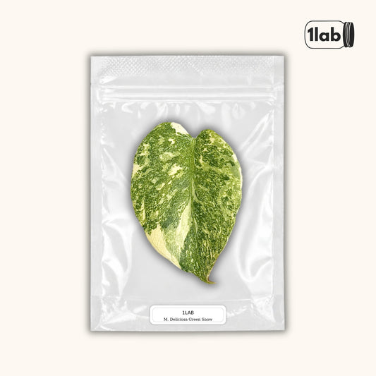 Grow your Monstera Deliciosa Green Snow from Tissue Culture - by 1lab