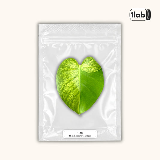Grow your Monstera Deliciosa Green Tiger from Tissue Culture - by 1lab