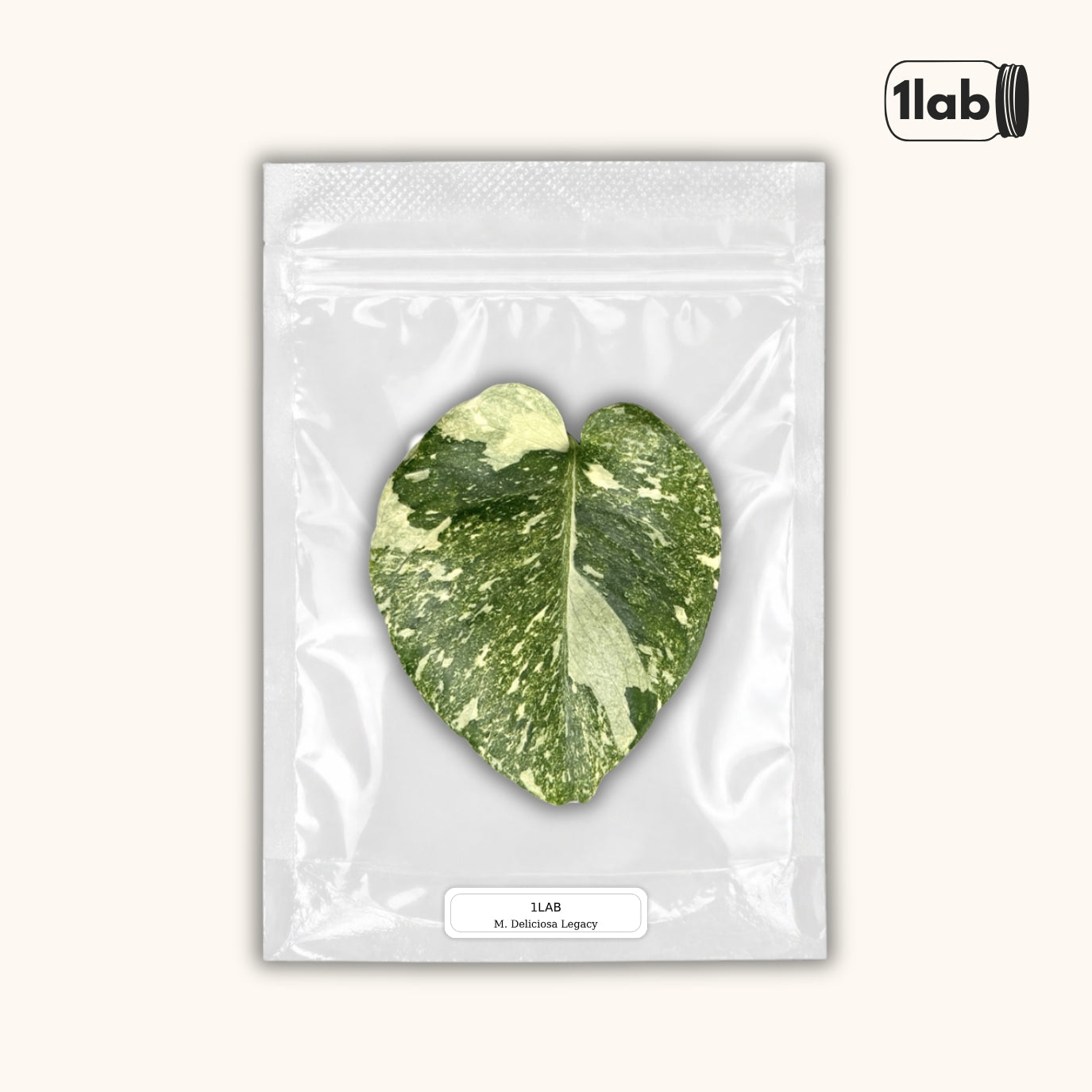 Grow your Monstera Deliciosa Legacy from Tissue Culture - by 1lab