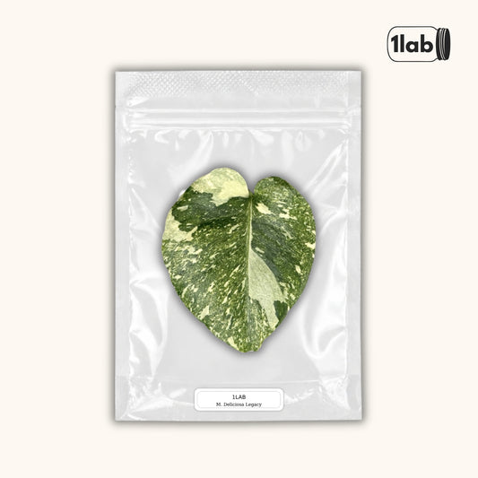 Grow your Monstera Deliciosa Legacy from Tissue Culture - by 1lab