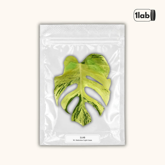 Grow your Monstera Deliciosa Light Lime Variegata from Tissue Culture - by 1Lab