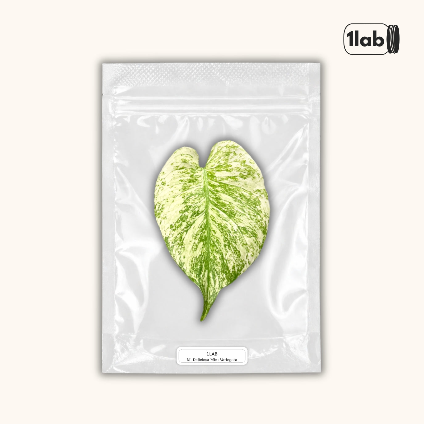 Grow your Monstera Deliciosa Mint Variegata from Tissue Culture - by 1lab