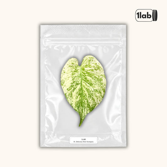 Grow your Monstera Deliciosa Mint Variegata from Tissue Culture - by 1lab
