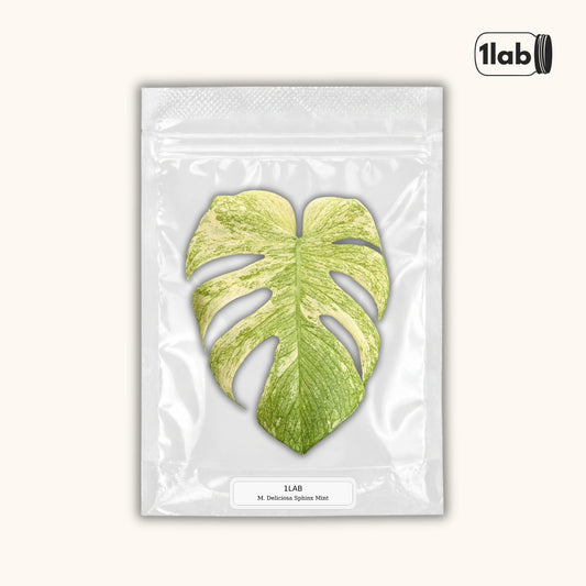Grow your Monstera Deliciosa Sphynx Mint Variegata from Tissue Culture - by 1Lab