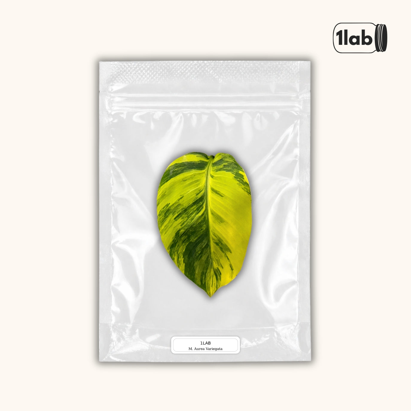 Grow your Musa Aurea Variegata from Tissue Culture - by 1lab