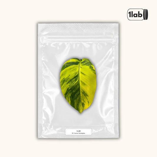 Grow your Musa Aurea Variegata from Tissue Culture - by 1lab
