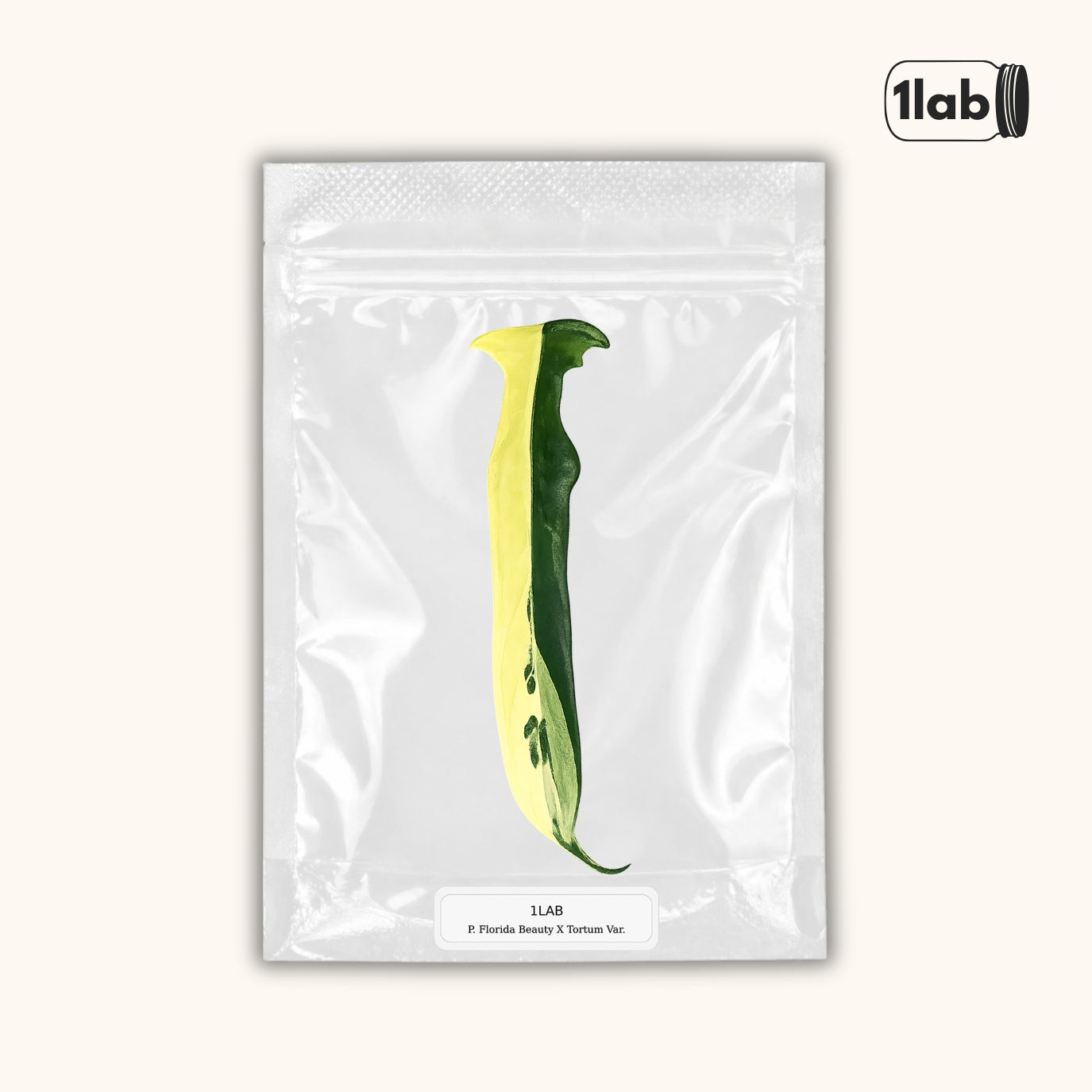Grow your Philodendron Florida Beauty X Tortum Variegata from Tissue Culture - by 1LAB