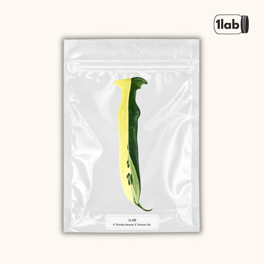 Grow your Philodendron Florida Beauty X Tortum Variegata from Tissue Culture - by 1LAB