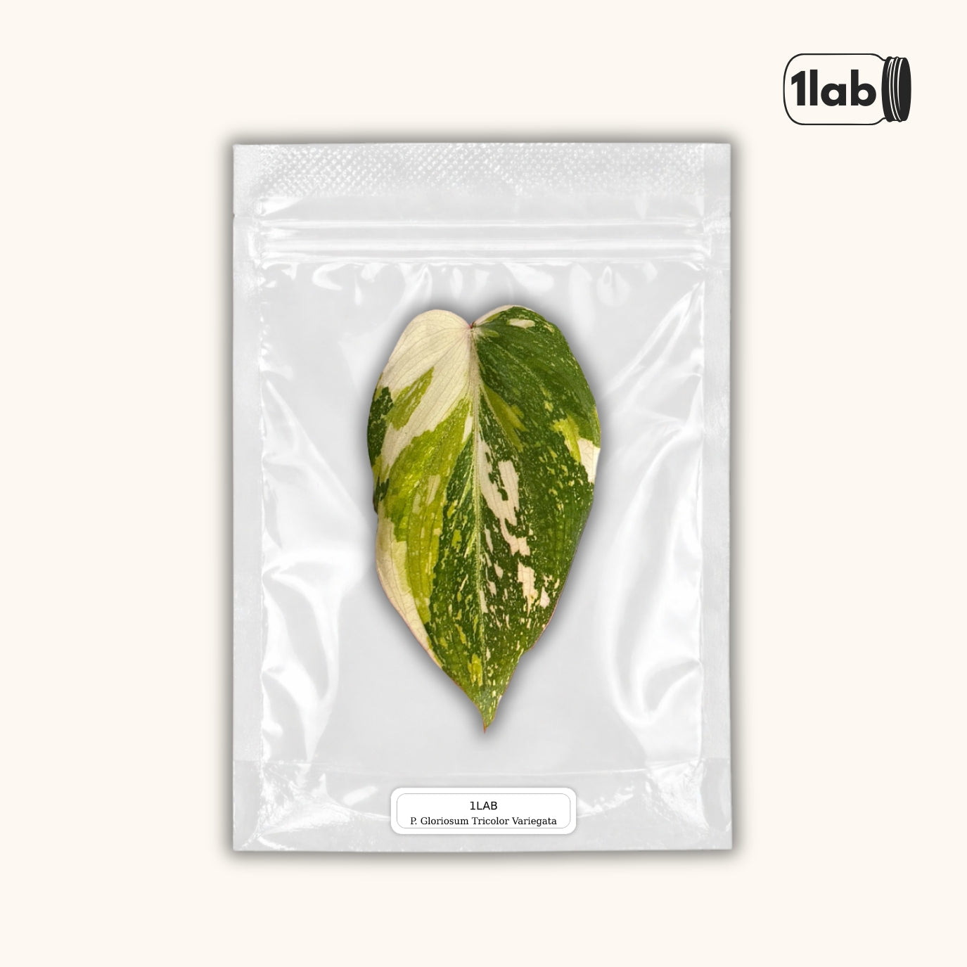 Grow your Philodendron Gloriosum Tricolor Variegata from Tissue Culture - by 1lab