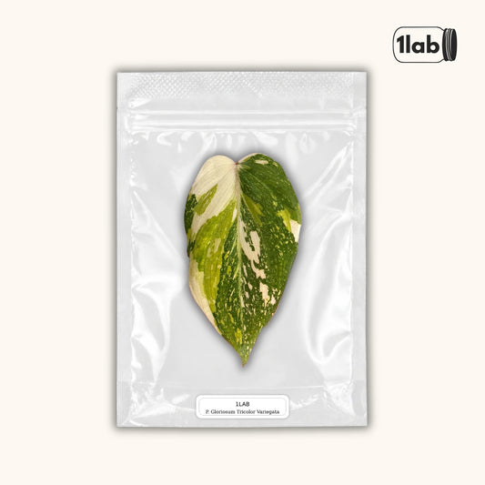 Grow your Philodendron Gloriosum Tricolor Variegata from Tissue Culture - by 1lab