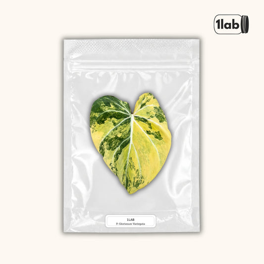 Grow your Philodendron Gloriosum Variegata from Tissue Culture - by 1lab