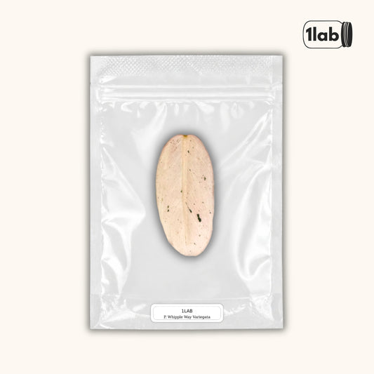 Grow your Philodendron Whipple Way Variegata from Tissue Culture - by 1lab
