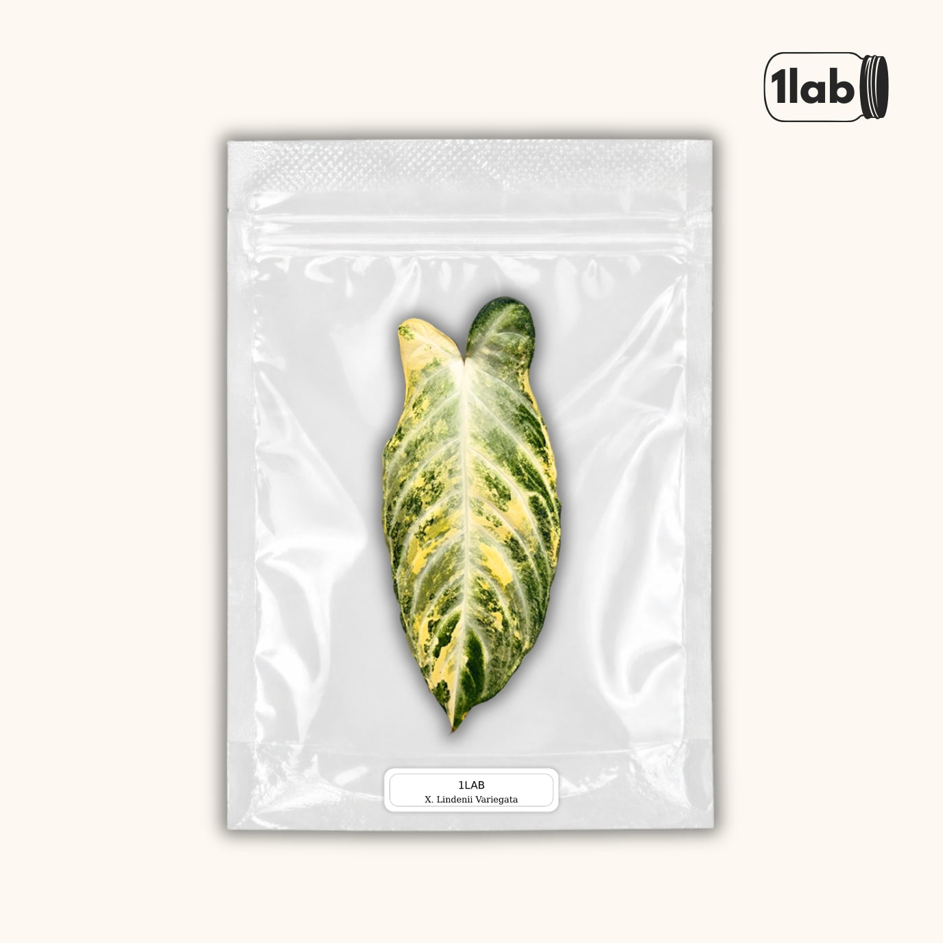 Grow your Xanthosoma Lindenii Variegata from Tissue Culture - by 1lab