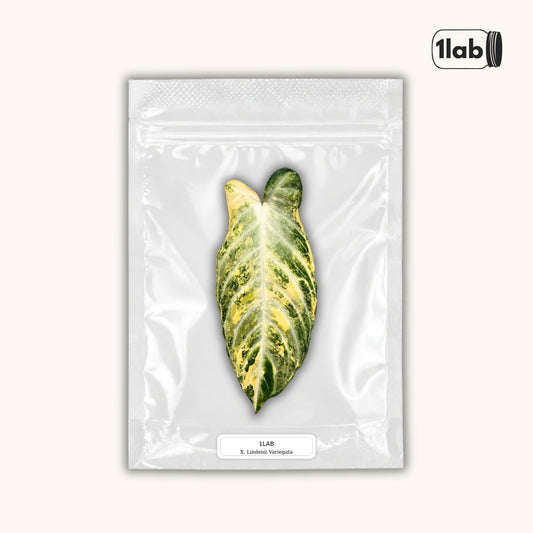 Grow your Xanthosoma Lindenii Variegata from Tissue Culture - by 1lab